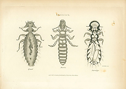Постер Pediculus: Quail, Heron, Partridge Постер Pediculus: Quail, Heron, Partridge