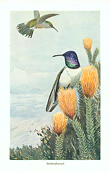 Постер Chimboraffobogel