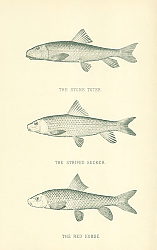 Постер The Stone Toter, The Striped Sucker, The Red Horse 3