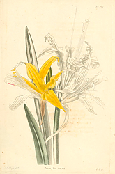 Постер Amaryllis Aurea 1