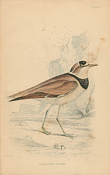 Постер Black Zoned Plover 1