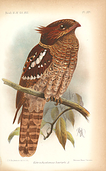 Постер Batrachostomus Harterti 1