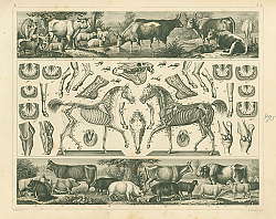 Постер Iconographic Encyclopedia: сельскохозяйственные животные 1 Постер Iconographic Encyclopedia: сельскохозяйственные животные 1