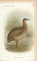 Постер Crypturus Scolapax 1