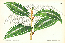 Постер L'illustration Horticole №1 1