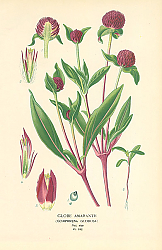 Постер Globe Amaranth (Gomphrena Globosa) 1 Постер Globe Amaranth (Gomphrena Globosa) 1