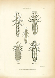 Постер Pediculus