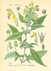 Постер Labiatae, Galeopsis speciosa Miller 1 Постер Labiatae, Galeopsis speciosa Miller 1
