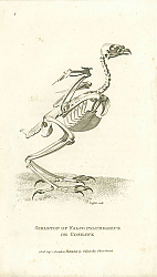 Постер Skeleton of Falco Palumbarius or Goshawk Постер Skeleton of Falco Palumbarius or Goshawk