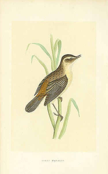 Sedge Warbler