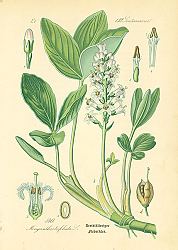 Постер Gentianaceae, Menyanthes trifoliata 1 Постер Gentianaceae, Menyanthes trifoliata 1