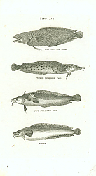 Постер Trifurcated Hake, Three Bearded Cod, Five Bearded Cod, Torsk