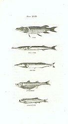 Постер Pike, Sea Pike, Saury, Atherine, Argentine