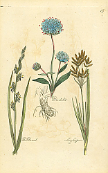 Постер Devils bit, Red Darnel, Long Cyperus 1 Постер Devils bit, Red Darnel, Long Cyperus 1