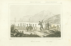 Постер Terre De Kerguelen. Oiseaux Manchots