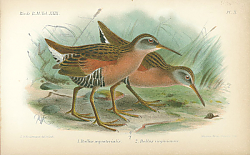 Постер Rallus Equatorialis, Rallus virginianus 1 Постер Rallus Equatorialis, Rallus virginianus 1