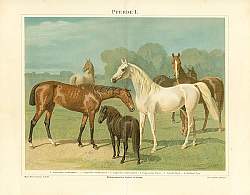 Постер Pferde I