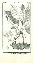 Постер Criotte dAllemagne