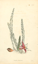 Постер STAPELIA DIVARICATA 1
