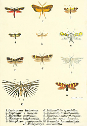 Постер Eretmocera laetissima