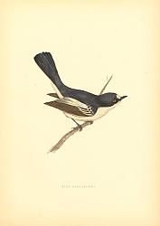 Постер Pied Flycatcher 3