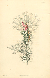 Постер Erica Pragnans 1