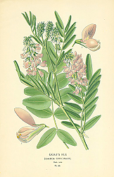 Постер Goat's Rue (Galega Officinali) 1