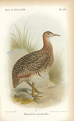 Постер Rhynchotis Maculicollis 1