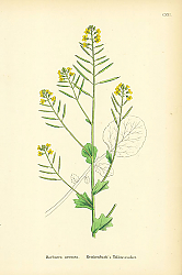 Постер Barbarea Arcuata. Reichenbachs Yellow-rocket. Постер Barbarea Arcuata. Reichenbachs Yellow-rocket.
