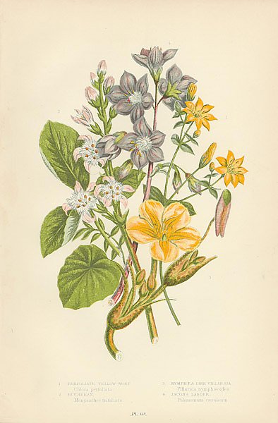 Perfoliate Yellow-wort, Buckbean, Nymphea-like Villarsia, Jacob's Ladder 1