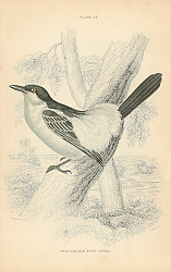 Постер Puff-backed Bush Shrike 1