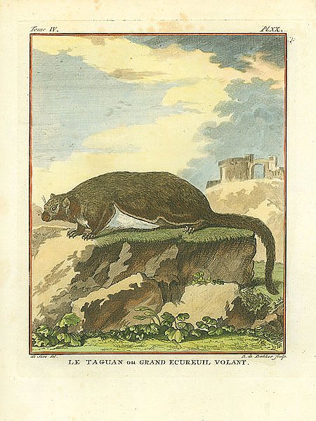 Le Taguan ou Grand Ecureuil Volant 1