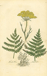 Постер Hogs Fennel, Female Fern, Male Do 1 Постер Hogs Fennel, Female Fern, Male Do 1