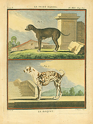 Постер Le Petit Danois, Le Roquet