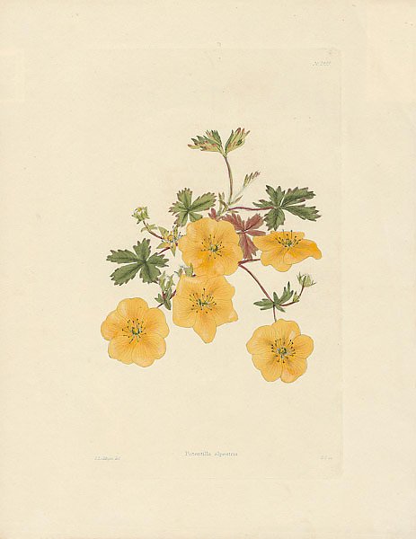Potentilla Alpestris 1