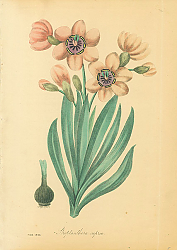 Постер Streptanthera Cuprea