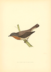 Постер Red-Breasted Flycatcher 1