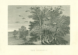 Постер The Heronry