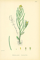 Постер Barbarea Praecox. American Cress.