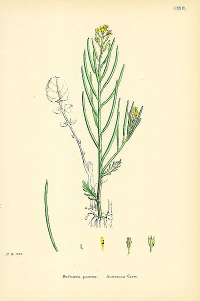 Barbarea Praecox. American Cress.