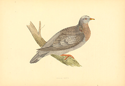 Постер Stock Dove 5