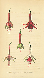 Постер Fuchsia Cordifolia, Seedling Fuchsias Постер Fuchsia Cordifolia, Seedling Fuchsias