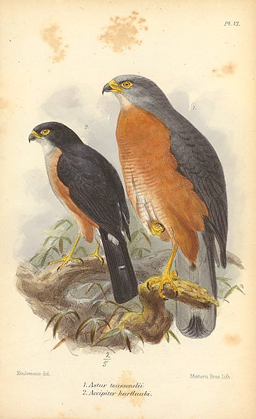 Astur Toussenelii, Accipiter Hartlaubi 1