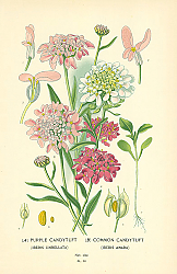 Постер (A) Purple Candytuft (Iberis Umbellata) (B) Common Candytuft (Iberis Amara) 1 Постер (A) Purple Candytuft (Iberis Umbellata) (B) Common Candytuft (Iberis Amara) 1