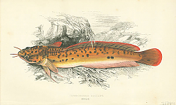 Постер Three-bearded Rockling 1