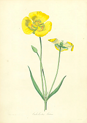 Постер Calochortus Luteus