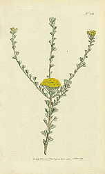 Постер Curtis Ботаника №40