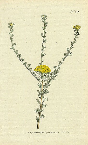 Curtis Ботаника №40