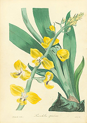 Постер Lissochilus Speciosus