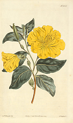 Постер Cenothera Glauca. Glaucous-Leaved Evening-Primrose 1 Постер Cenothera Glauca. Glaucous-Leaved Evening-Primrose 1
